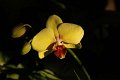 Phalaenopsis   034